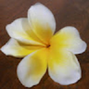 Meet your Posher, Ann